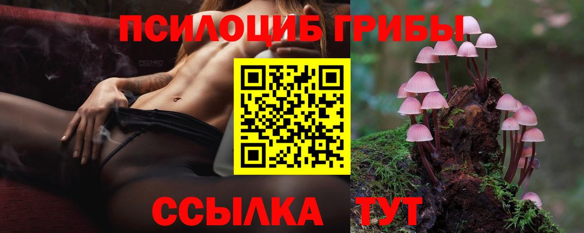 Псилоцибиновые грибы Psilocybine cubensis Горно-Алтайск